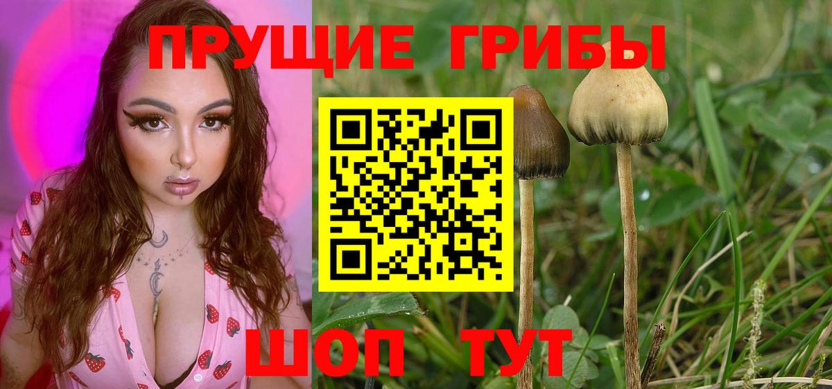 Галлюциногенные грибы Psilocybine cubensis  Галлюциногенные грибы MAGIC MUSHROOMS  Курчатов  Вход с VPN 